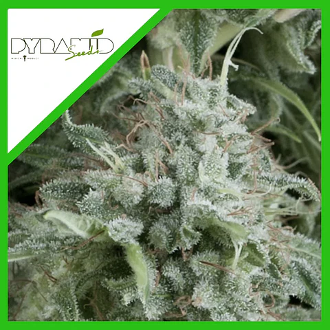 Anubis Auto -Pyramid Seeds (X5+2/X3+1)