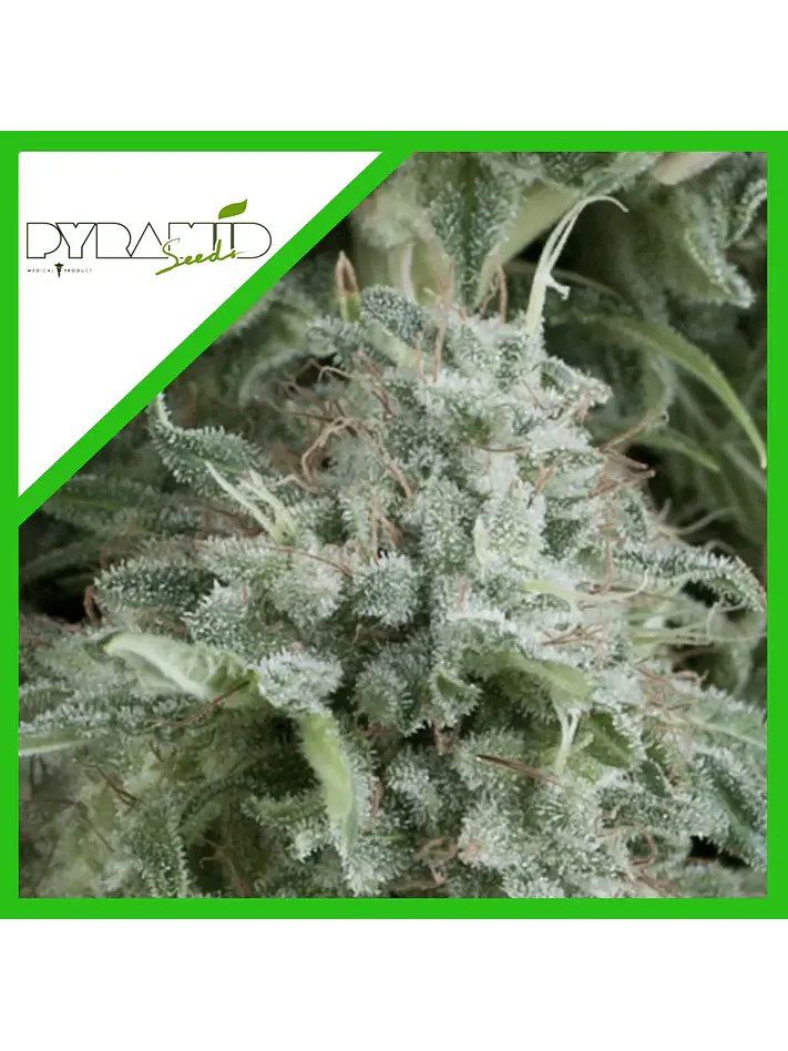Anubis Auto -Pyramid Seeds (X5+2/X3+1) 2