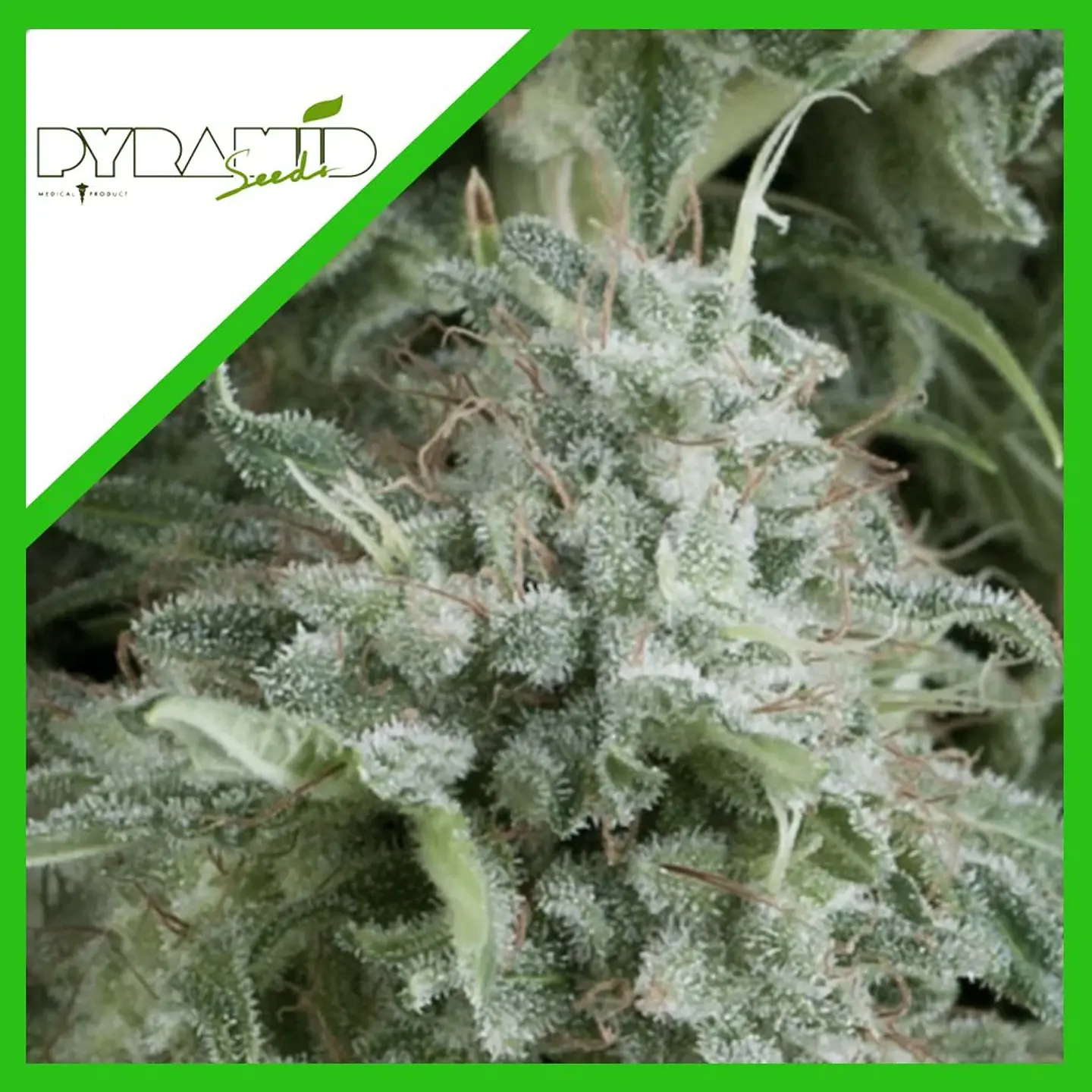 Anubis Auto -Pyramid Seeds (X5+2/X3+1) 2