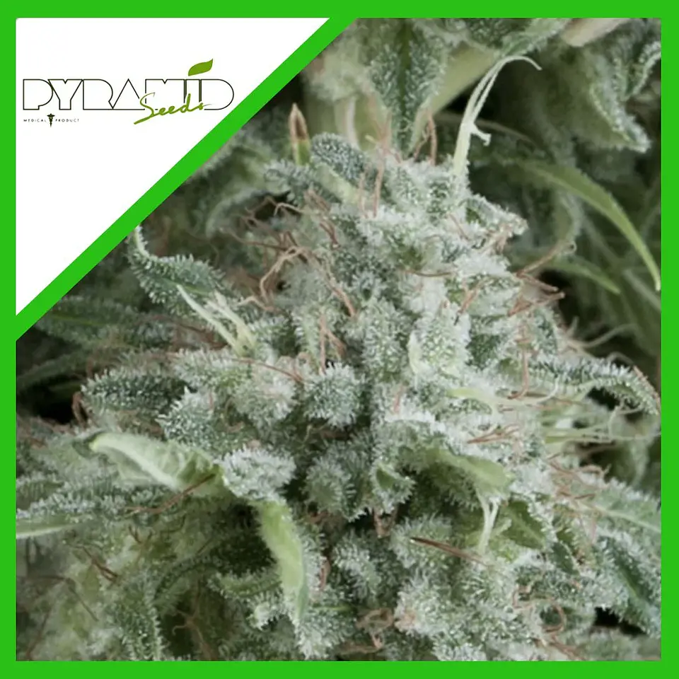 Anubis Auto -Pyramid Seeds (X5+2/X3+1) 2