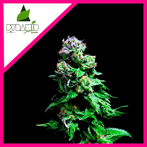 Purple Urkle Fem -Pyramid Seeds (X5+2/X3+1/X1)