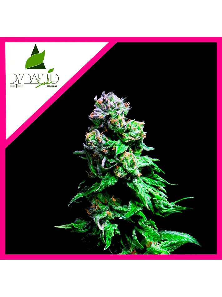 Purple Urkle Fem -Pyramid Seeds (X5+2/X3+1/X1) 2