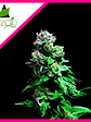 Purple Urkle  Fem X5+2-Pyramid Seeds - Miniatura 2