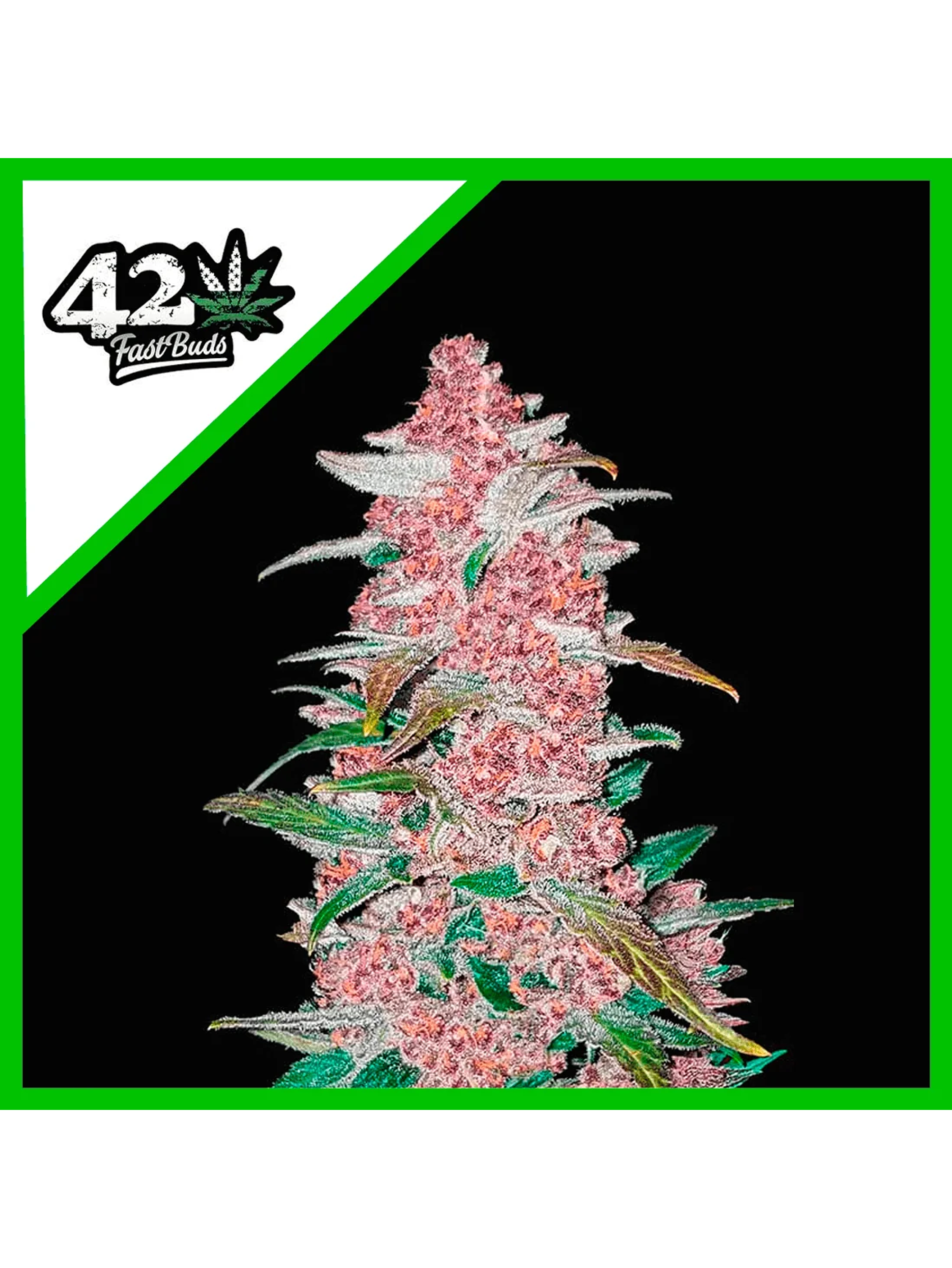 Blackberry Auto -Fast Buds (X5/X3/X1) 7