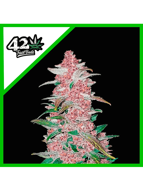 Blackberry Auto X5-Fast Buds 7