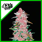Blackberry Auto -Fast Buds (X5/X3/X1) - Miniatura 7