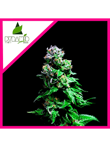 Purple Urkle  Fem X5+2-Pyramid Seeds 4