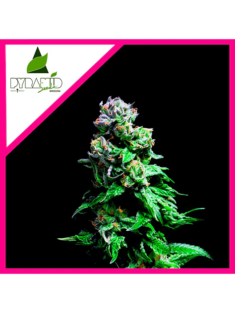 Purple Urkle Fem -Pyramid Seeds (X5+2/X3+1/X1) 4