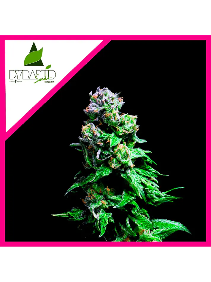 Purple Urkle Fem -Pyramid Seeds (X5+2/X3+1/X1) 4