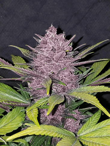 Blackberry Auto X5-Fast Buds 8