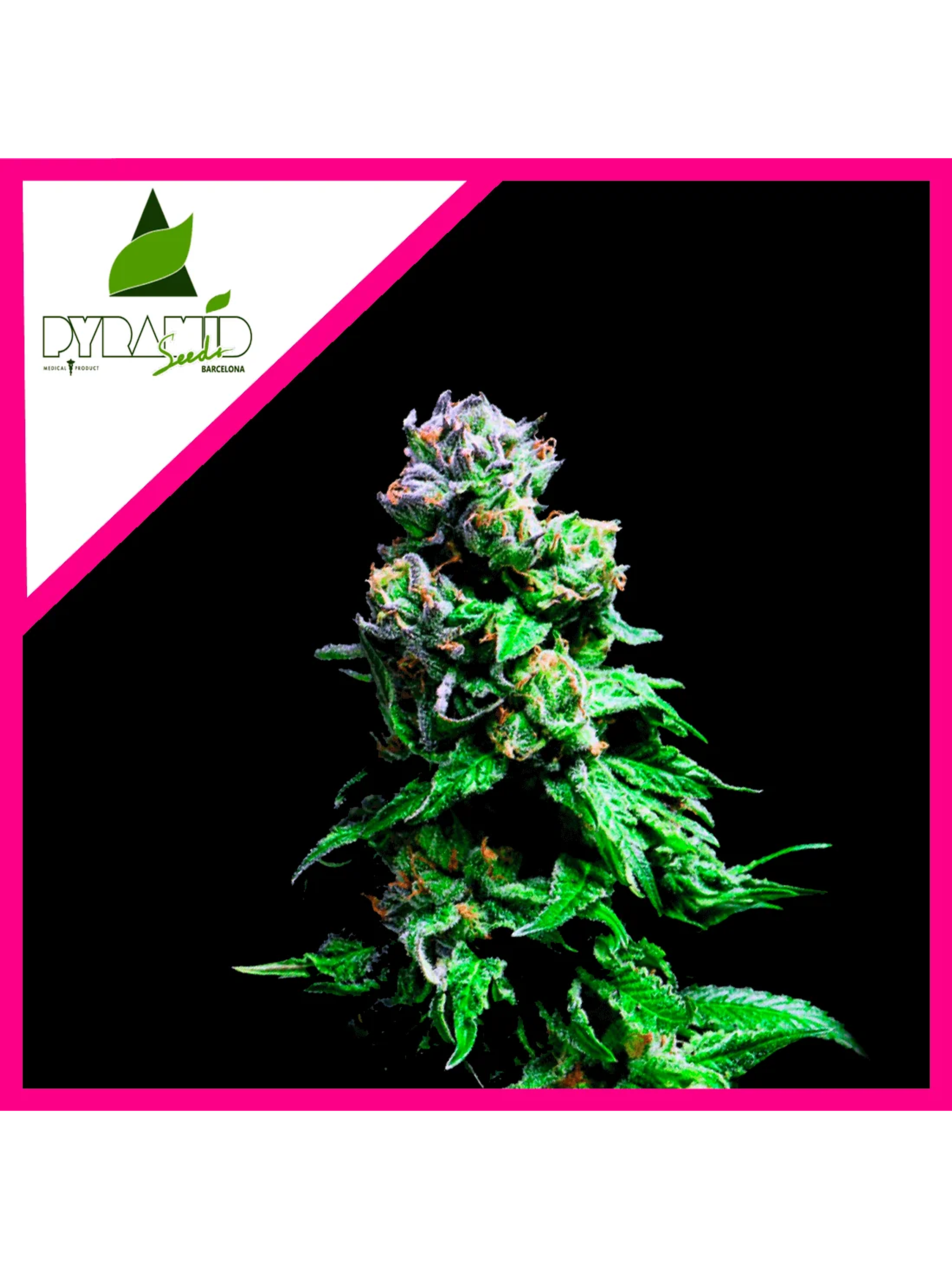 Purple Urkle Fem -Pyramid Seeds (X5+2/X3+1/X1) 3