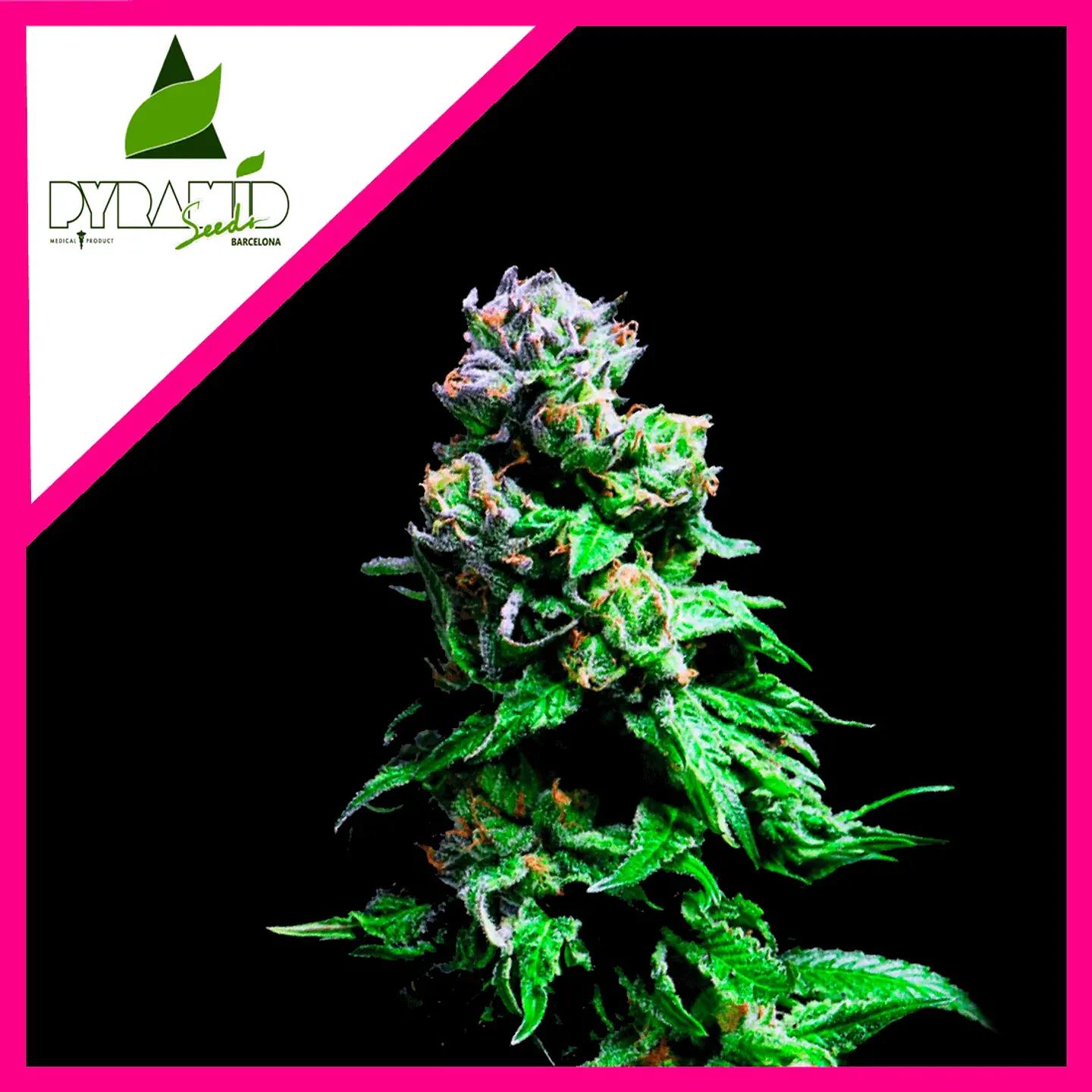 Purple Urkle Fem -Pyramid Seeds (X5+2/X3+1/X1) 3