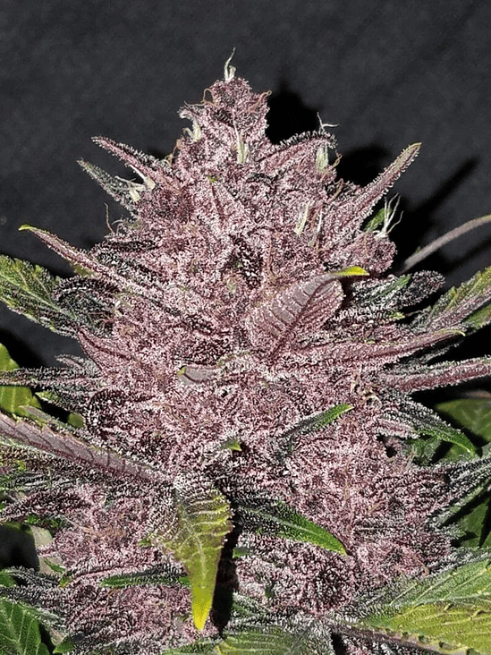 Blackberry Auto X5-Fast Buds 9