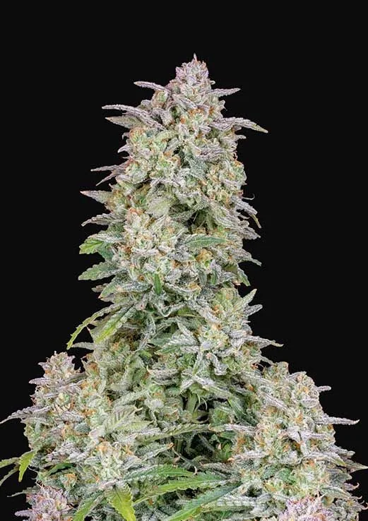 Forbidden Runtz Auto -Fast Buds (X3/X1) 2