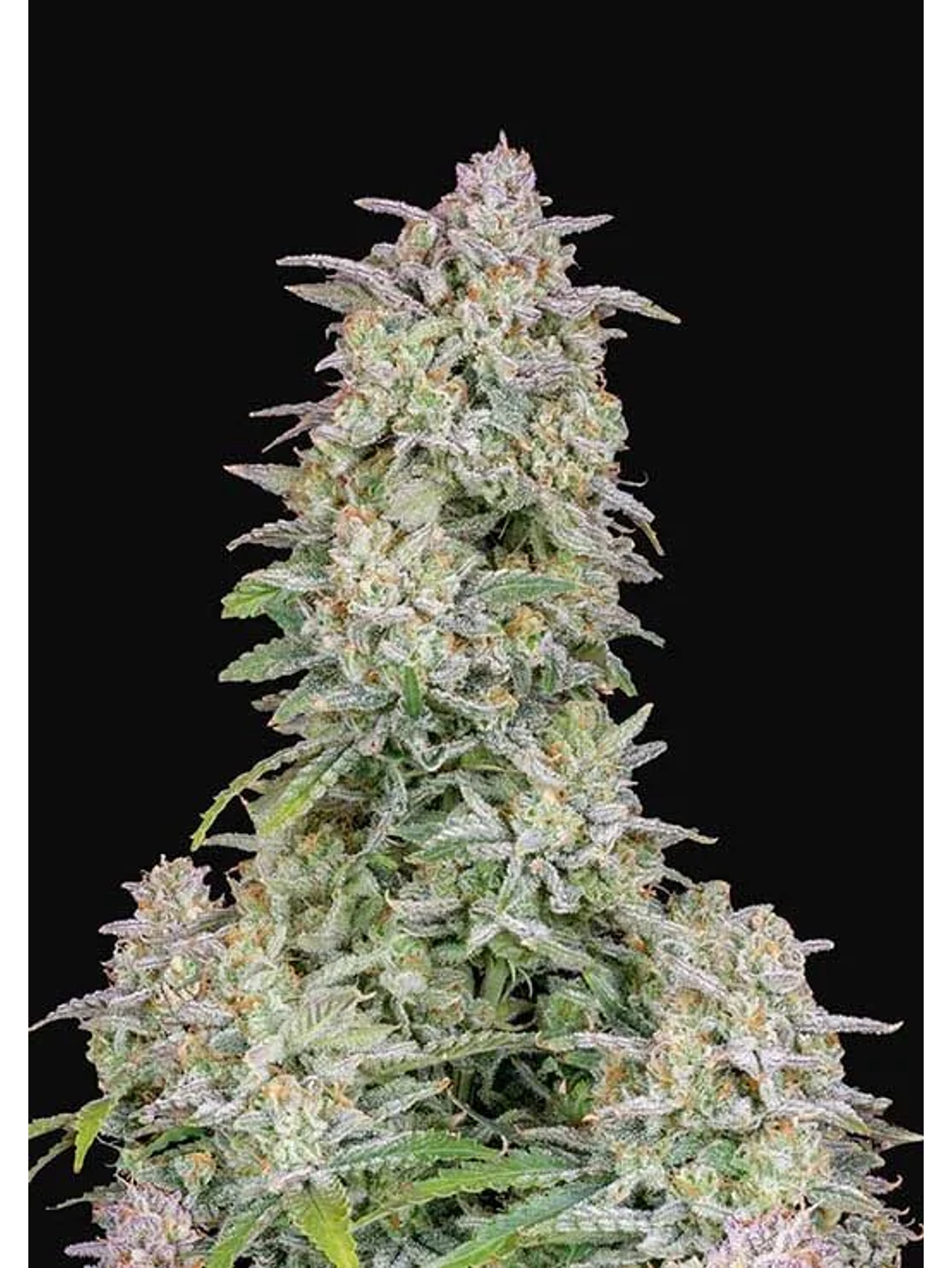 Forbidden Runtz Auto -Fast Buds (X3/X1) 2