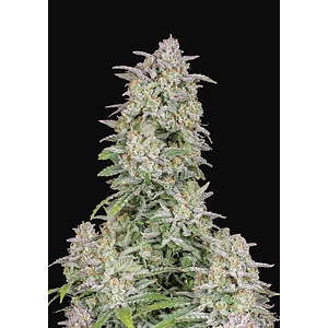 Forbidden Runtz Auto X3-Fast Buds