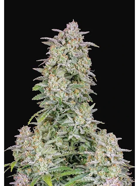 Forbidden Runtz Auto -Fast Buds (X3/X1) 2