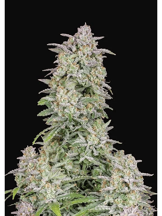 Forbidden Runtz Auto X3-Fast Buds 2