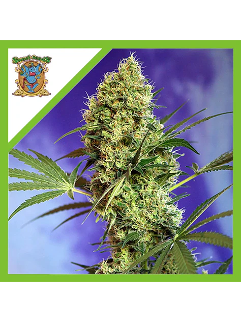 Big Devil Xl Auto® -Sweet Seeds (X25/X5+2/X3+1) 2