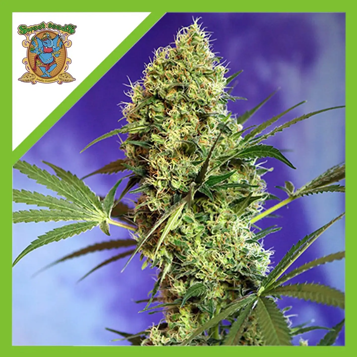 Big Devil Xl Auto® -Sweet Seeds (X25/X5+2/X3+1) 2