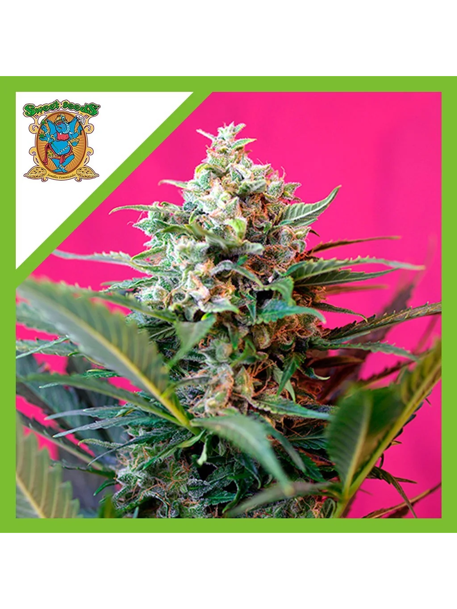 Big Devil Xl Auto® -Sweet Seeds (X25/X5+2/X3+1) 4