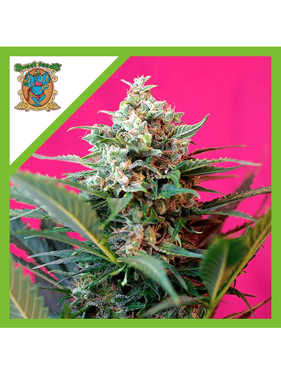 Big Devil Xl  Auto® X25-Sweet Seeds 4