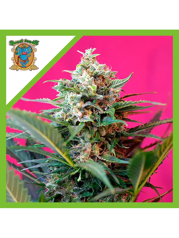 Big Devil Xl Auto® -Sweet Seeds (X25/X5+2/X3+1) 4