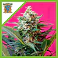 Big Devil Xl Auto® -Sweet Seeds (X25/X5+2/X3+1) - Miniatura 4