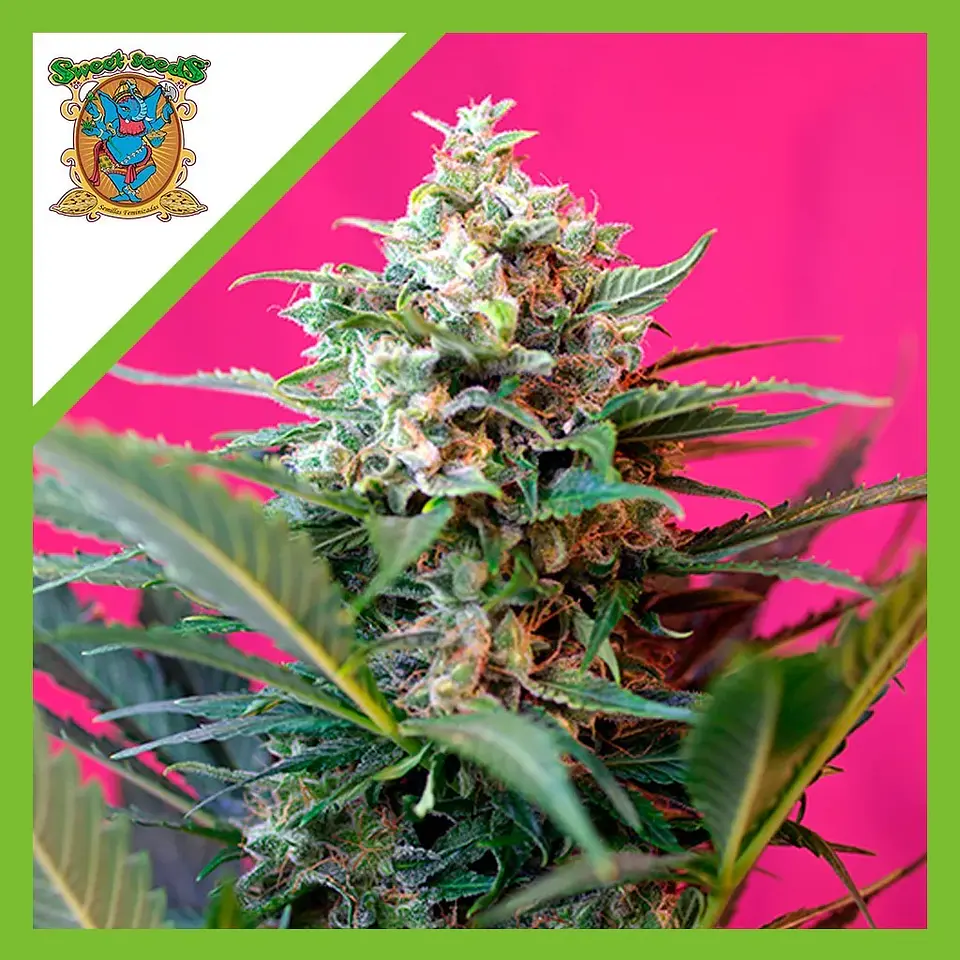 Big Devil Xl Auto® -Sweet Seeds (X25/X5+2/X3+1) 4