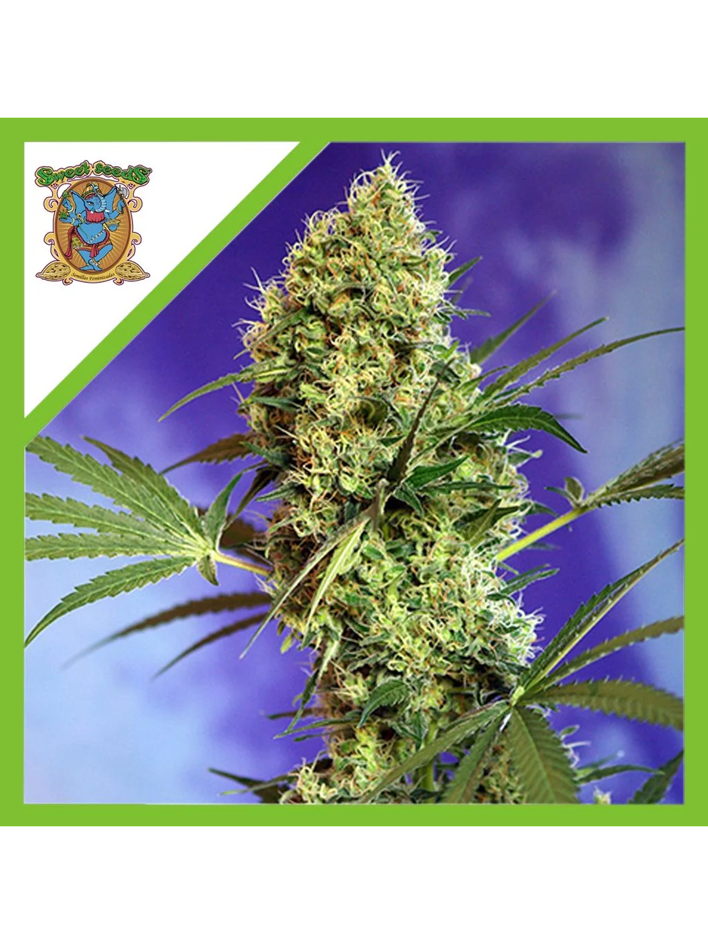 Big Devil Xl Auto® -Sweet Seeds (X25/X5+2/X3+1) 3