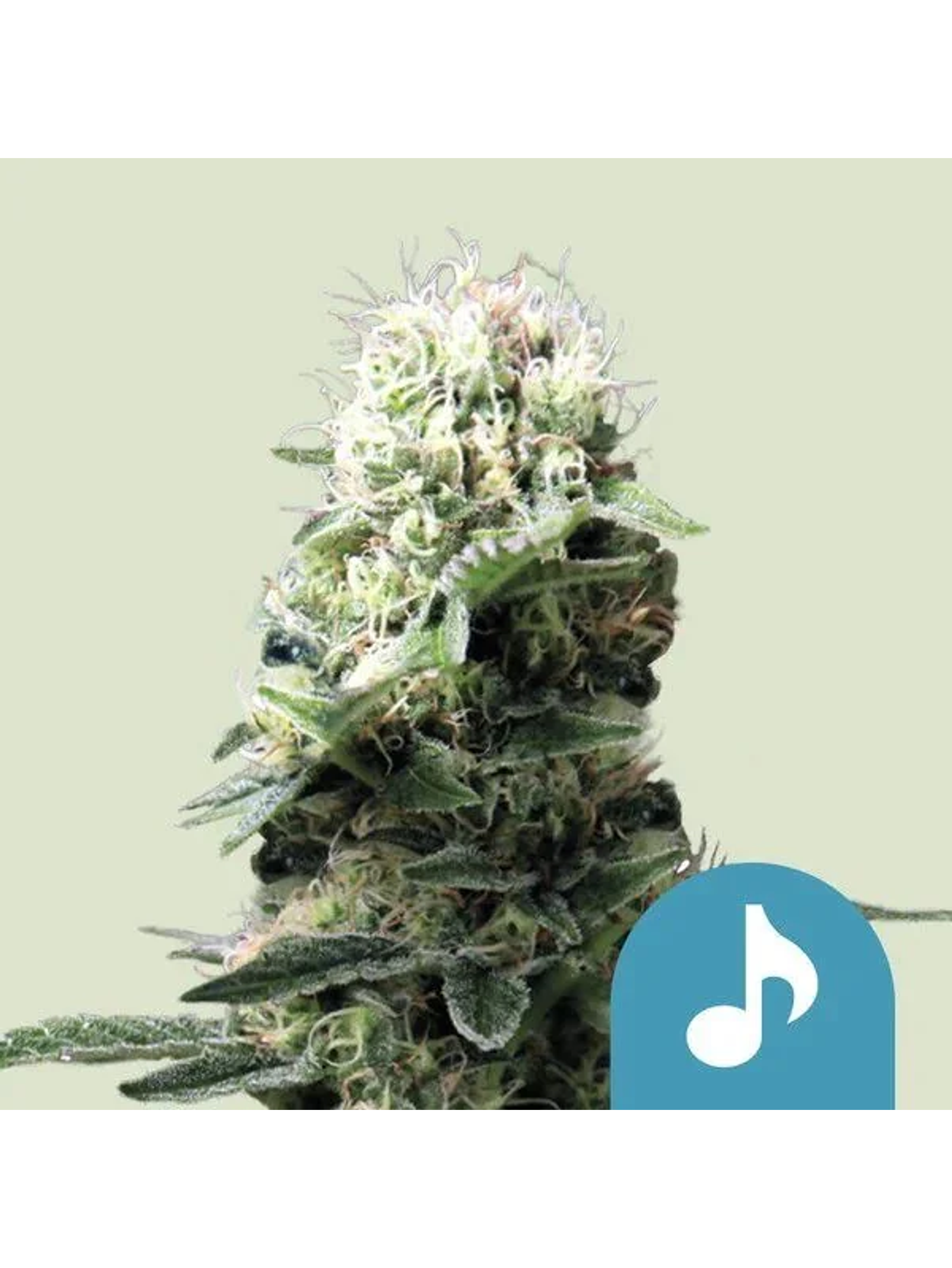 Fast Eddy Cbd Auto -Royal Queen Seeds (X3/X1) 2