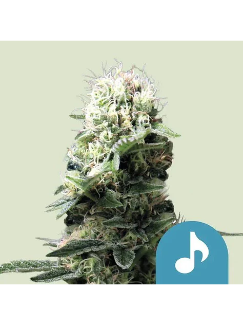 Fast Eddy Cbd Auto -Royal Queen Seeds (X3/X1) 2