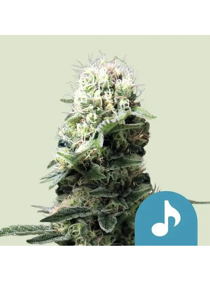 Fast Eddy Cbd Auto -Royal Queen Seeds (X3/X1) 2