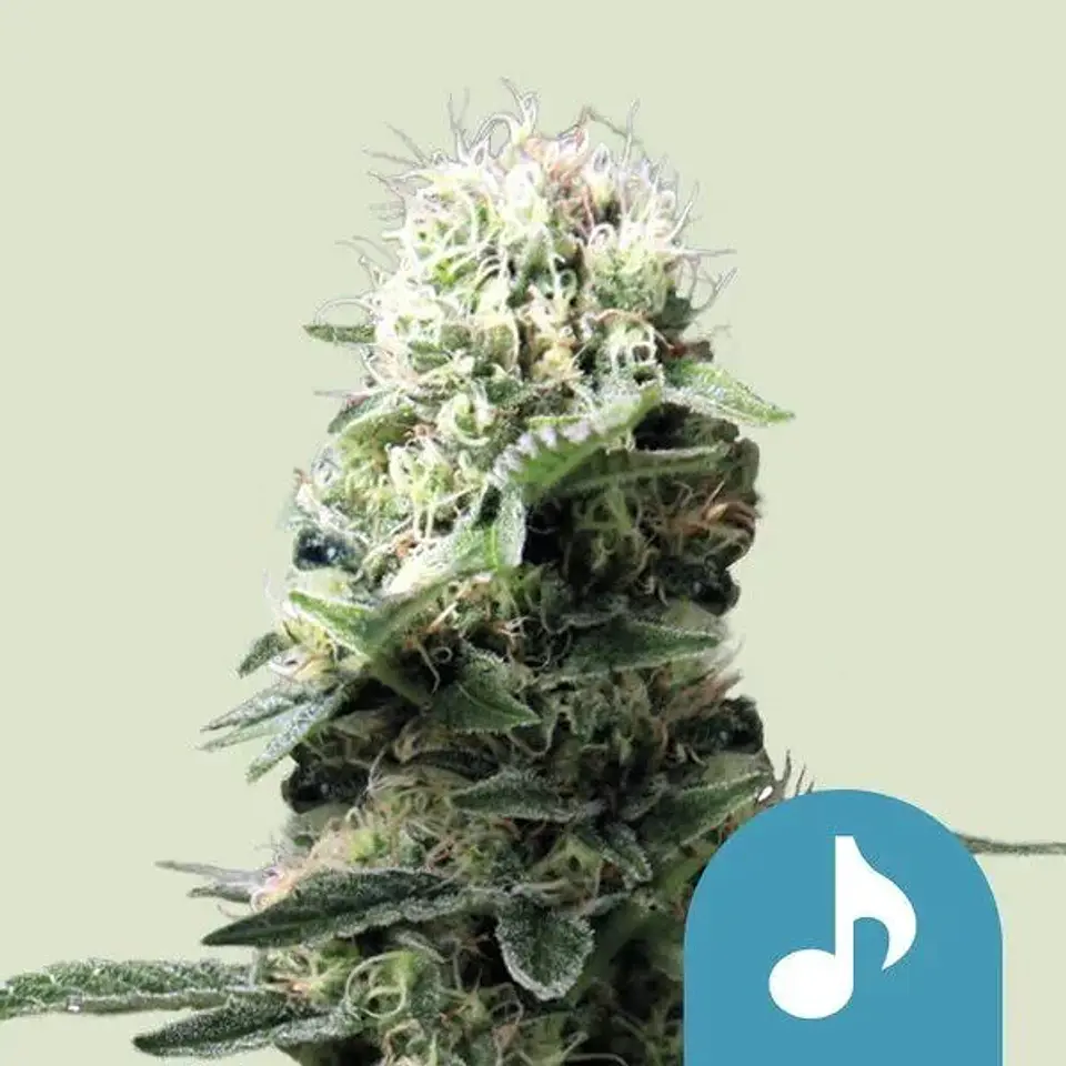 Fast Eddy Cbd Auto -Royal Queen Seeds (X3/X1) 2