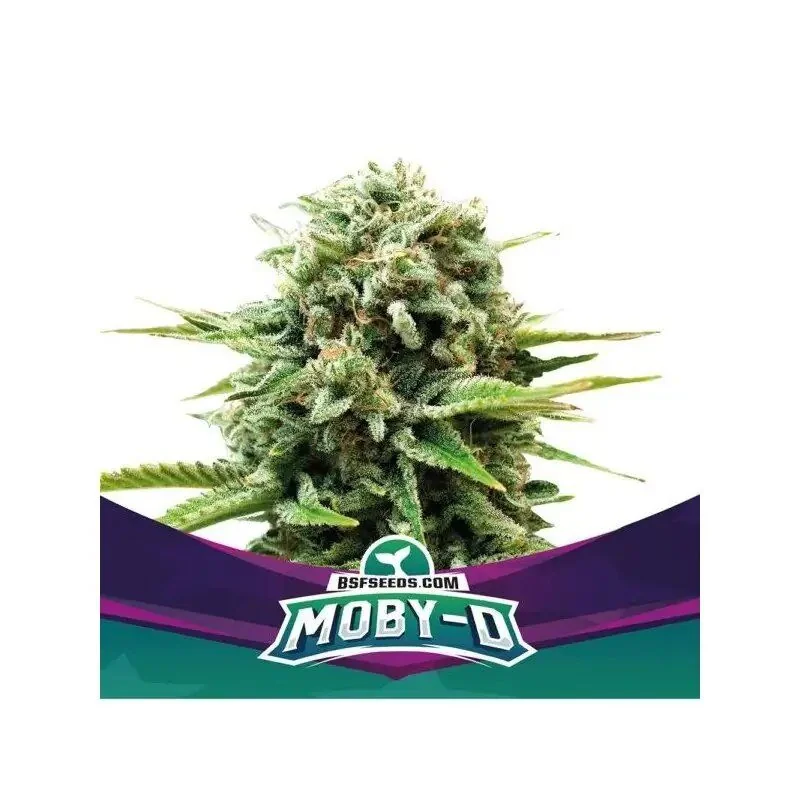 Moby-D Fem -Bsf (X12/X4/X2) 4