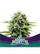 Moby-D Fem X4-Bsf - Miniatura 6