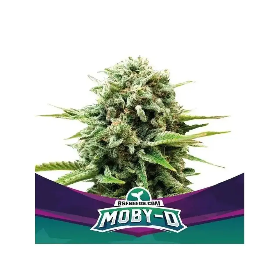 Moby-D Fem -Bsf (X12/X4/X2) 5