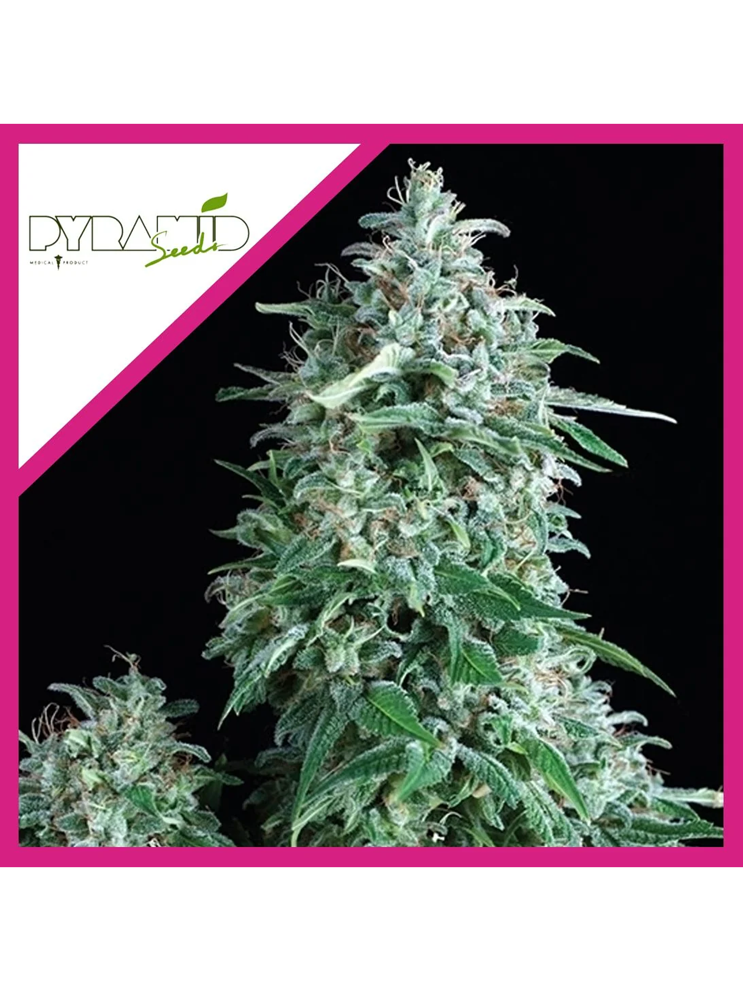 Anubis Fem -Pyramid Seeds (X5+2/X3+1/X1) 2