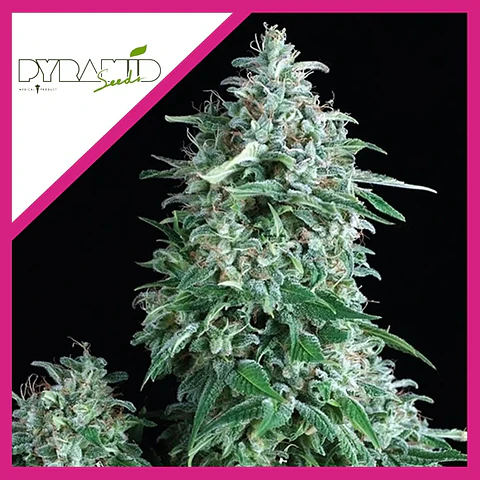 Anubis Fem -Pyramid Seeds (X5+2/X3+1/X1)
