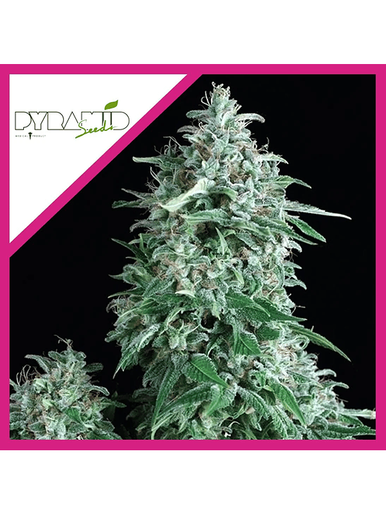 Anubis  Fem X5+2-Pyramid Seeds 2