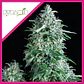 Anubis Fem -Pyramid Seeds (X5+2/X3+1/X1) - Miniatura 2