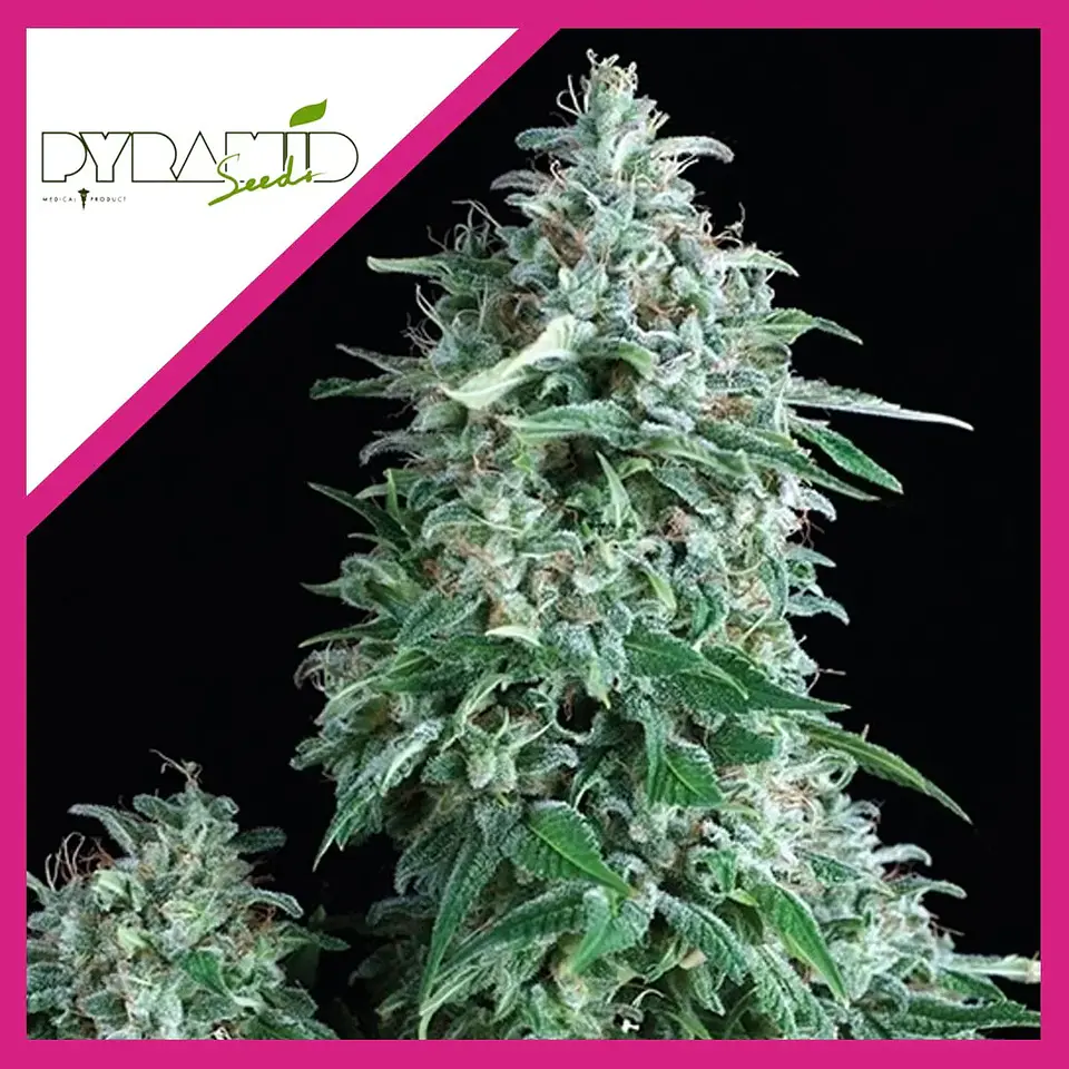 Anubis Fem -Pyramid Seeds (X5+2/X3+1/X1) 2