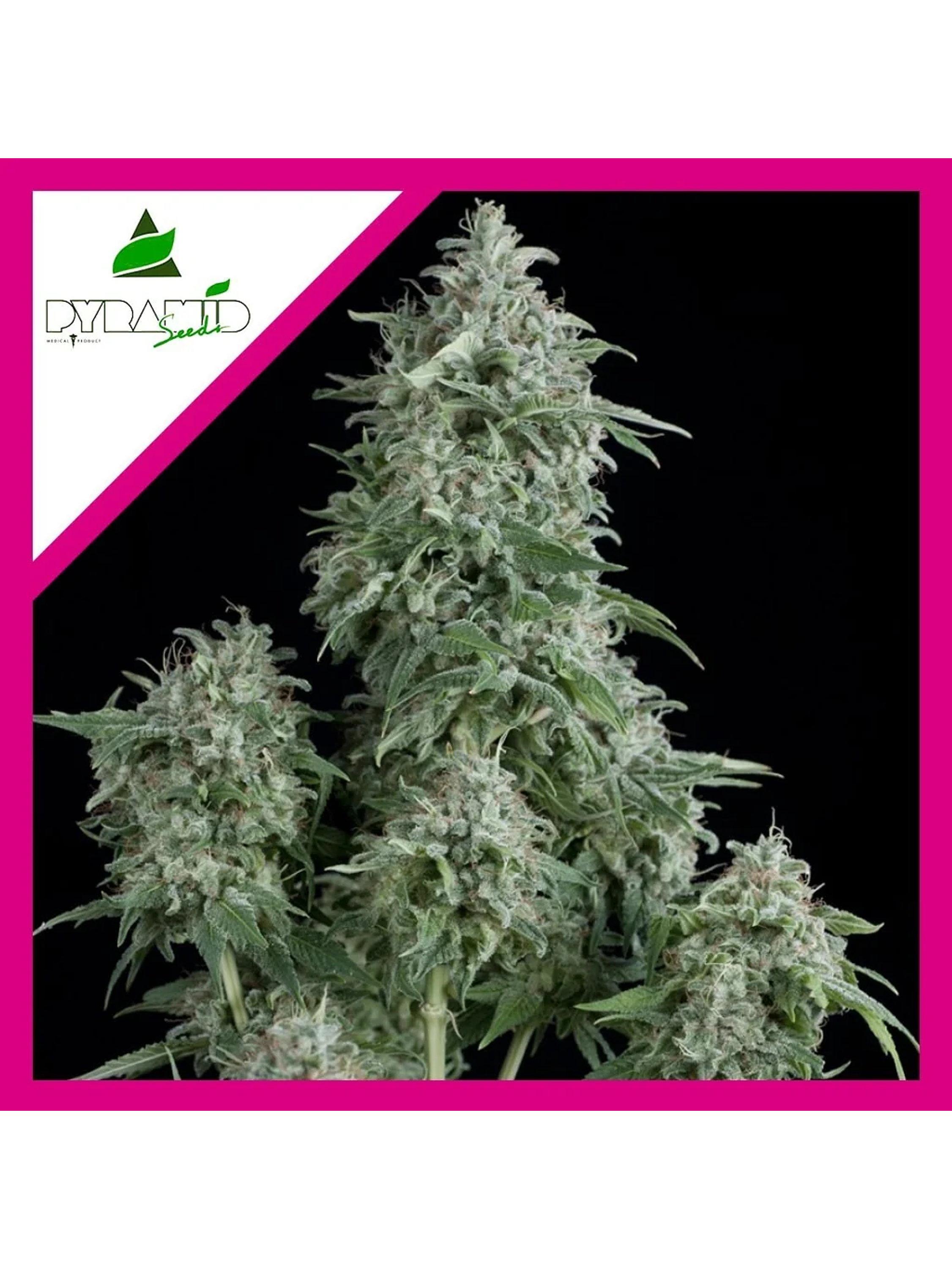 Anubis Fem -Pyramid Seeds (X5+2/X3+1/X1) 4