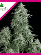 Anubis  Fem X5+2-Pyramid Seeds - Miniatura 4