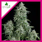 Anubis Fem -Pyramid Seeds (X5+2/X3+1/X1) - Miniatura 4