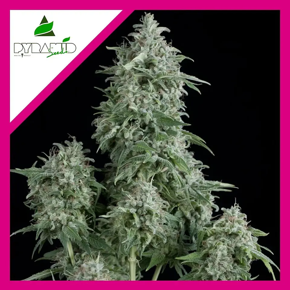 Anubis Fem -Pyramid Seeds (X5+2/X3+1/X1) 4