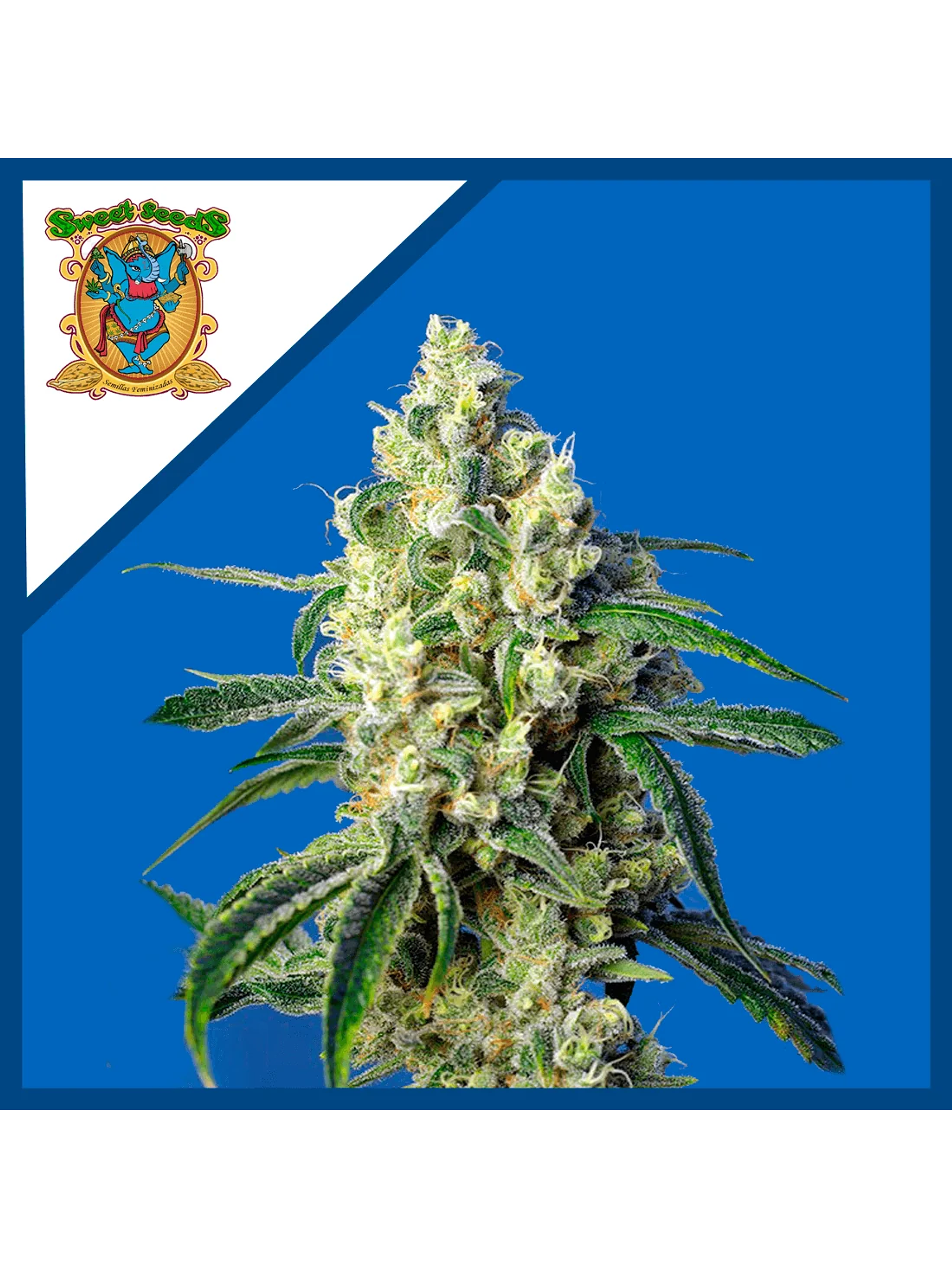 Green Poison Cbd Fem -Sweet Seeds (X5+2/X3+1) 2