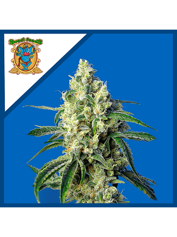 Green Poison Cbd Fem X5+2-Sweet Seeds 2