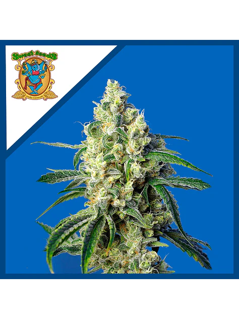 Green Poison Cbd Fem -Sweet Seeds (X5+2/X3+1) 2