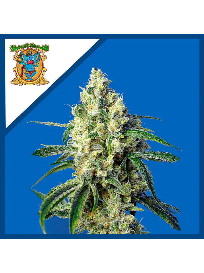 Green Poison Cbd Fem -Sweet Seeds (X5+2/X3+1) 2